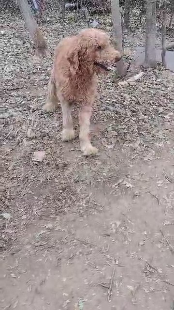 male poodle in Tulsa, Oklahoma