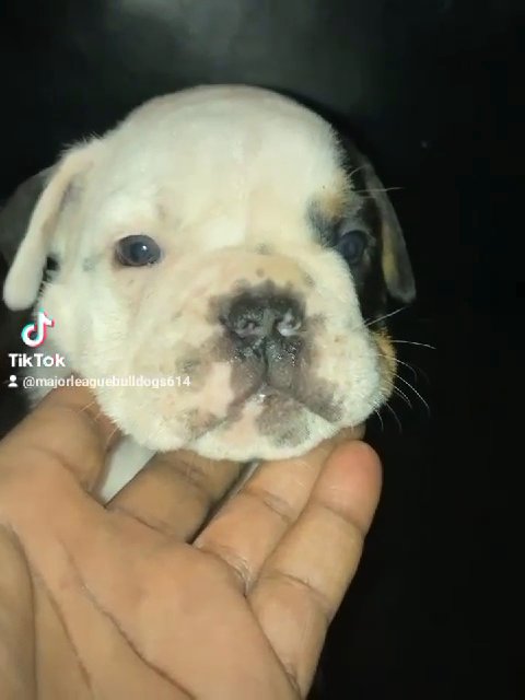 Olde  english  bulldog in Columbus, Ohio
