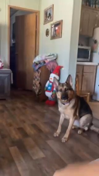 1 Year Old German Shepard For Sale in Conway, South Carolina