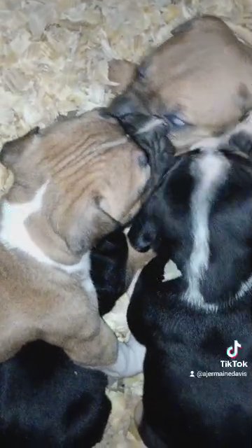 furry babys in Columbus, Ohio