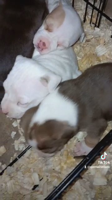 we Need a loving family in Columbus, Ohio