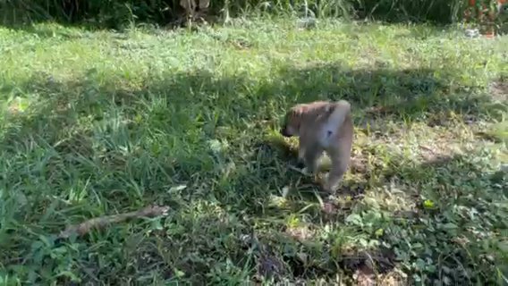 Shiba Inu Puppies in Merritt Island, Florida