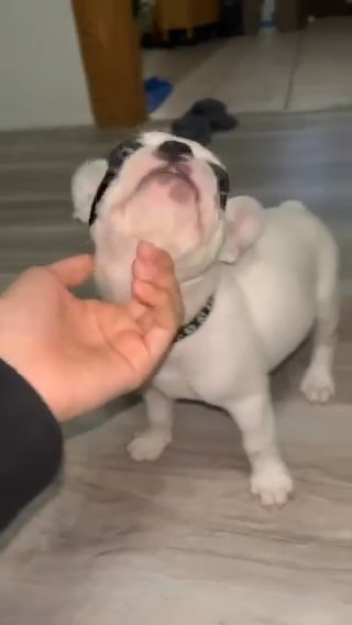 French Bulldog/Boston Terrier Puppy For Sell in Yuma, Arizona
