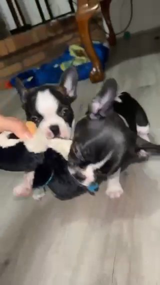 French Bulldog/Boston Terrier Puppy Fro Sell in Yuma, Arizona