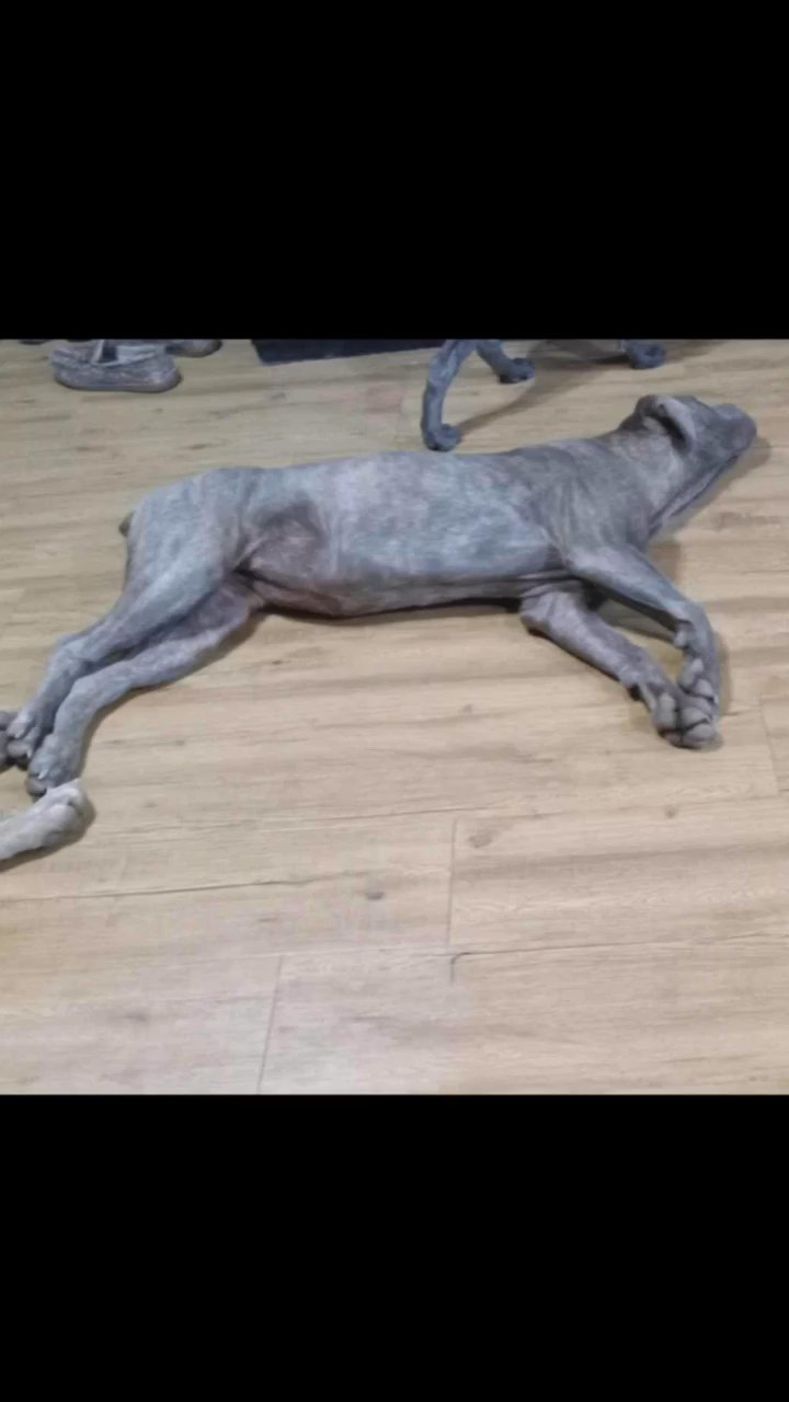 Cane Corso in Paragould, Arkansas