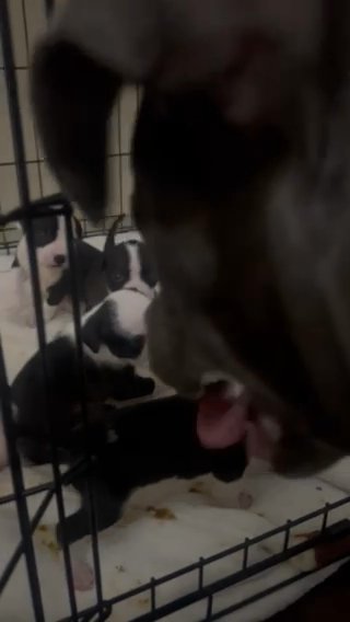 American Bulldog/American Bully in Fort Walton Beach, Florida
