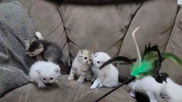 Scottish Kittens ? in Lexington-Fayette, Kentucky
