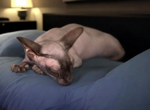 Sphynx Cat in Los Angeles, California