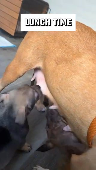 2 Pups Left! in Charlotte, North Carolina