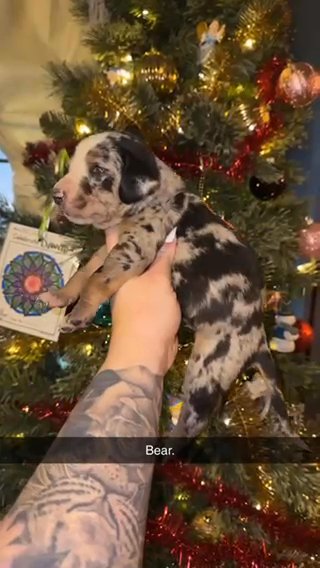 Catahoula Leopard Dog in Macomb, Illinois