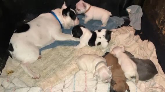 French Bulldogs in Macon, Georgia