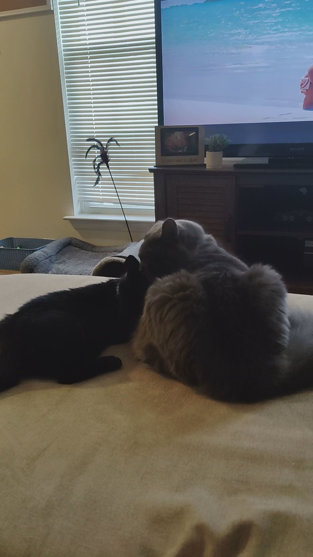 Gray Cat in Dover, Delaware