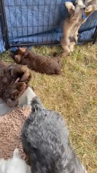 Miniature Schnauzers Ready Now in Olympia, Washington