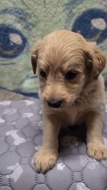 Labradoodle in Muscle Shoals, Alabama