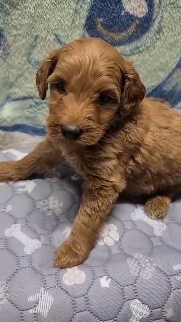 Labradoodle in Muscle Shoals, Alabama