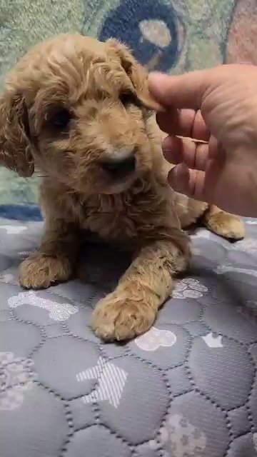 Labradoodle in Muscle Shoals, Alabama