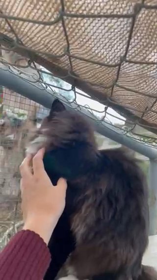 Maine Coon (price Negotiable) in Glendale, Arizona