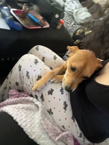 Cute puppy in Houston, Texas