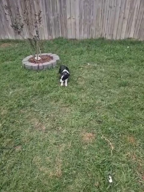 Toy Australian Shepherd-Male in Spring, Texas