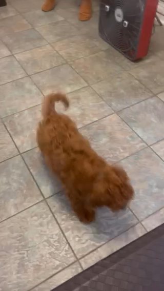 Mini Goldendoodle Fun Times in Gurnee, Illinois