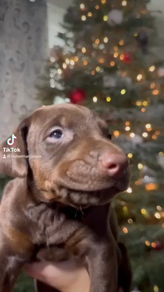 Akc Pure Doberman in Seattle, Washington