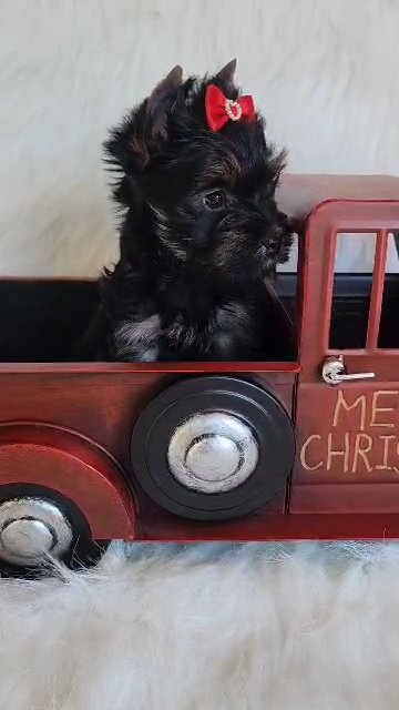 AKC Yorkie girl in Greenwood, South Carolina