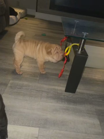 Shar pei in Cypress Gardens, Florida