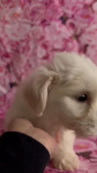 Jasmine in Fayetteville, North Carolina
