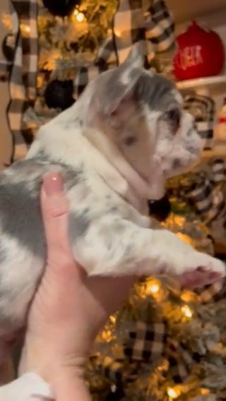 Female Lilac merle french bulldog in Cleveland, Tennessee