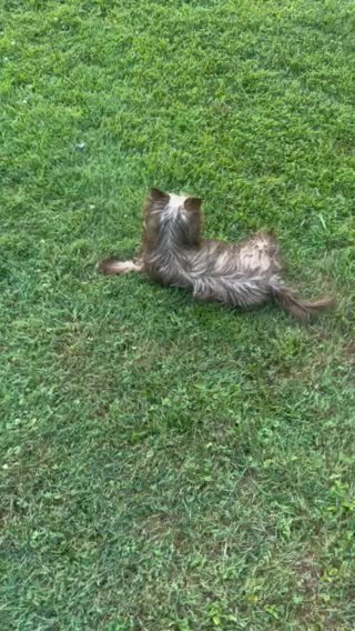 Chocolate Yorkie in Cleveland, Tennessee
