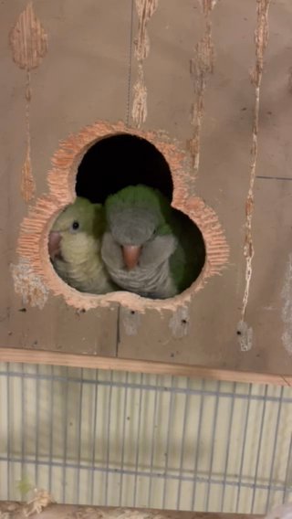 Quaker Pair in Naples, Florida
