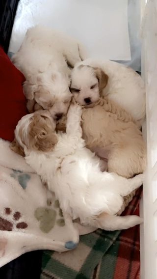 Puppies in San Diego, California