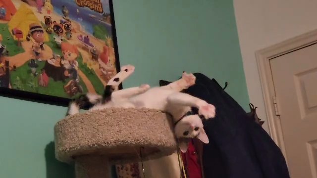 Cat for sale in Houston, Texas