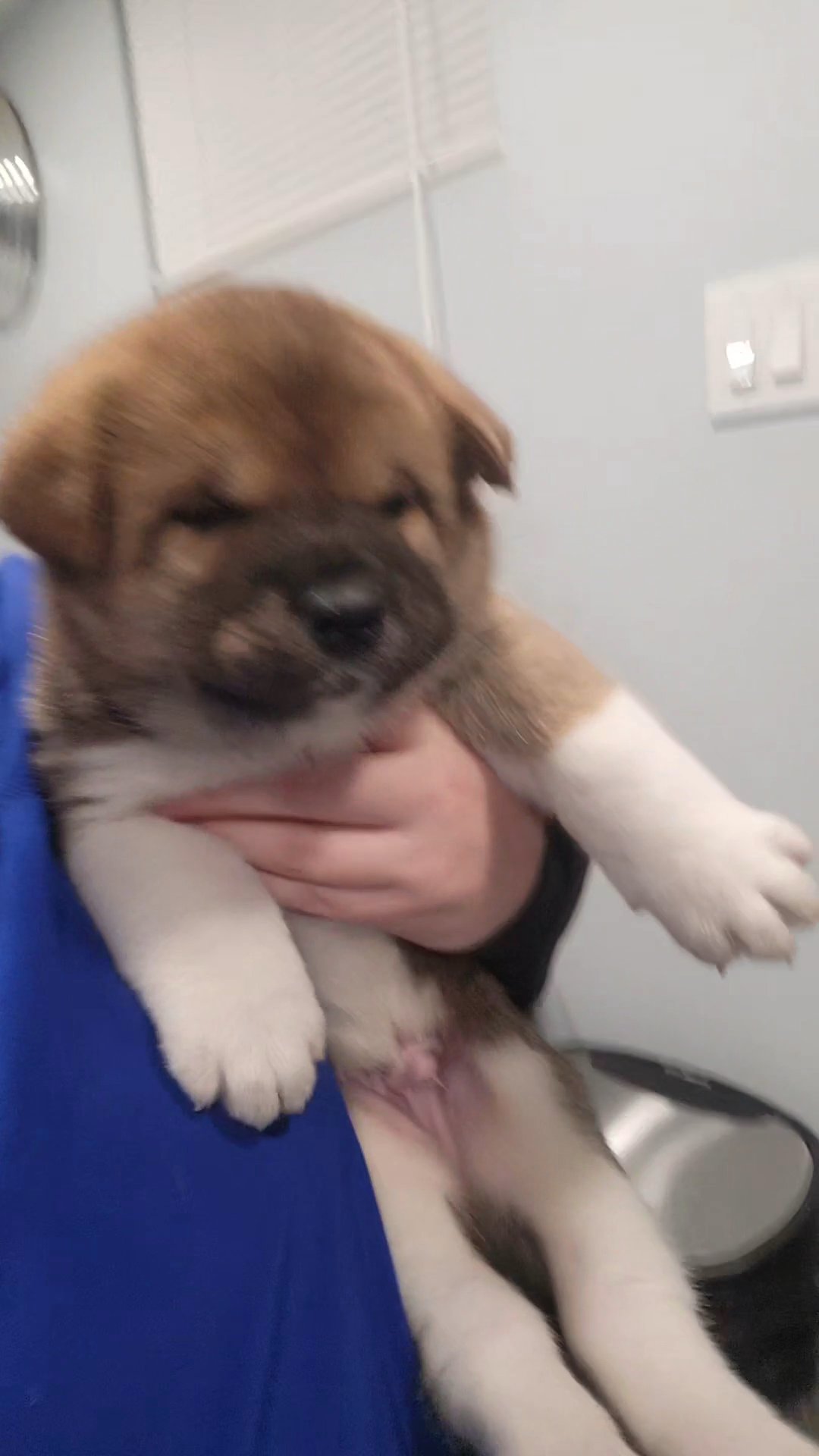 Male Akita pup ISO home in Baltimore, Maryland