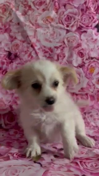 Bella in Fayetteville, North Carolina