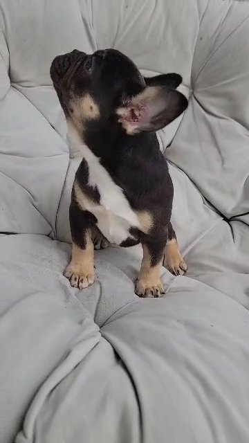 Frenchie French Bulldog Puppy (Female) in Orlando, Florida