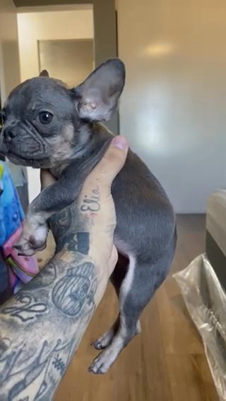 French Bulldog (male) in Victorville, California