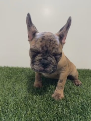 AKC Cocoa Fluffy Carrier Female in Charlotte, North Carolina
