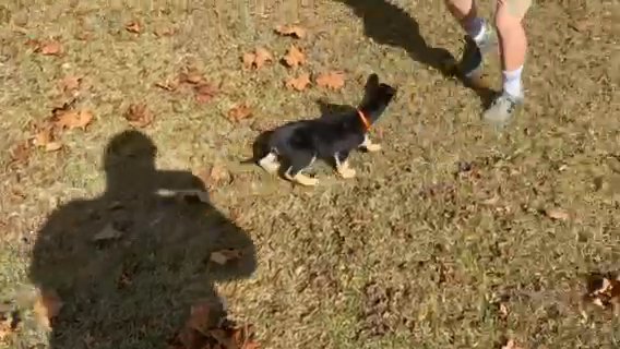~ Amazing GSD Puppies ~ in Tallahassee, Florida