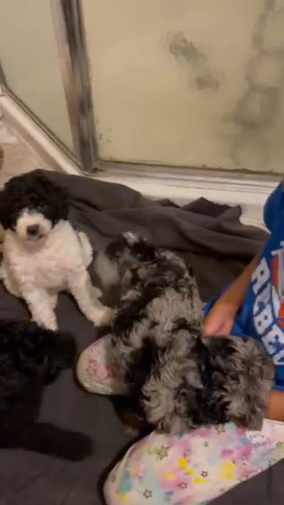 beautiful medium sized poodles in Huntington, West Virginia