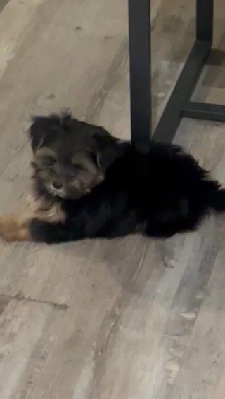 Yorkipoo in Columbus, Georgia