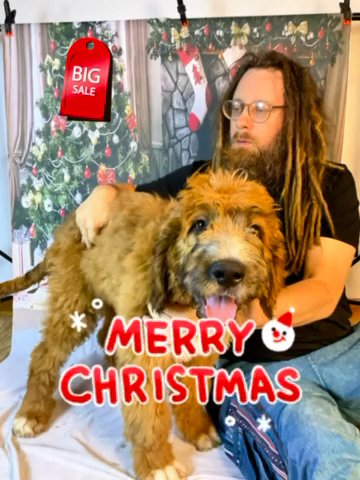 Saint Berdoodle Puppy in Roanoke, Virginia