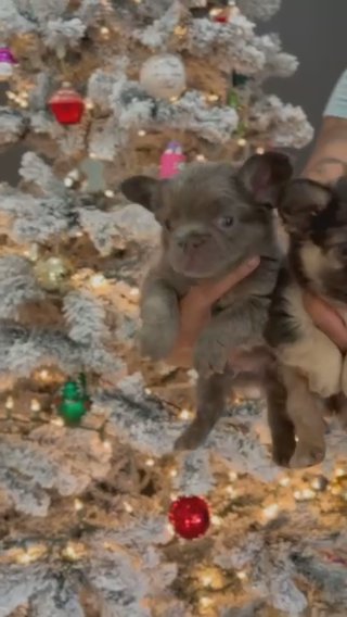 Fluffy French Bulldogs in Phoenix, Arizona