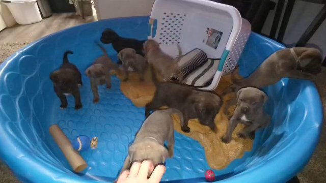 Cane Corso / Italian Mastiff in Machesney Park, Illinois