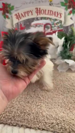 AKC Parti Yorkie, Male in Lexington, North Carolina