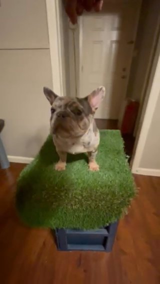 Male French Bulldog in Irving, Texas