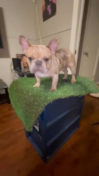 Male French Bulldog in Irving, Texas