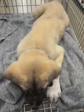 Turkish Kangal in Stockton, California