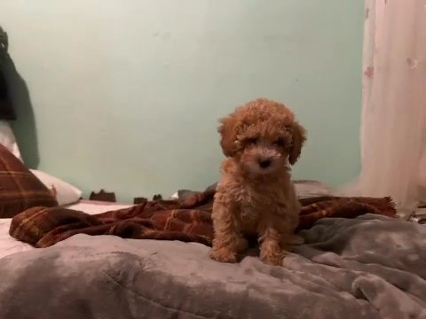 Female Cavapoo in New York City, New York