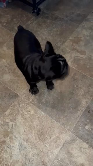 Black Male Frenchie 2500 in Russellville, Arkansas